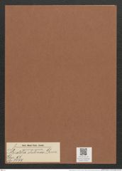 Striatella chilensis Grun. (de-Toni-Nr.: Genus 97, Species 3079) Zeichnungen Sammlung Grunow Mappe 03307 (Herbarium_W_Grunow_drawings_Folder_03307)